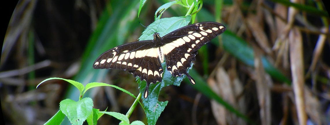 Thoas Swallowtail (Heraclides thoas)