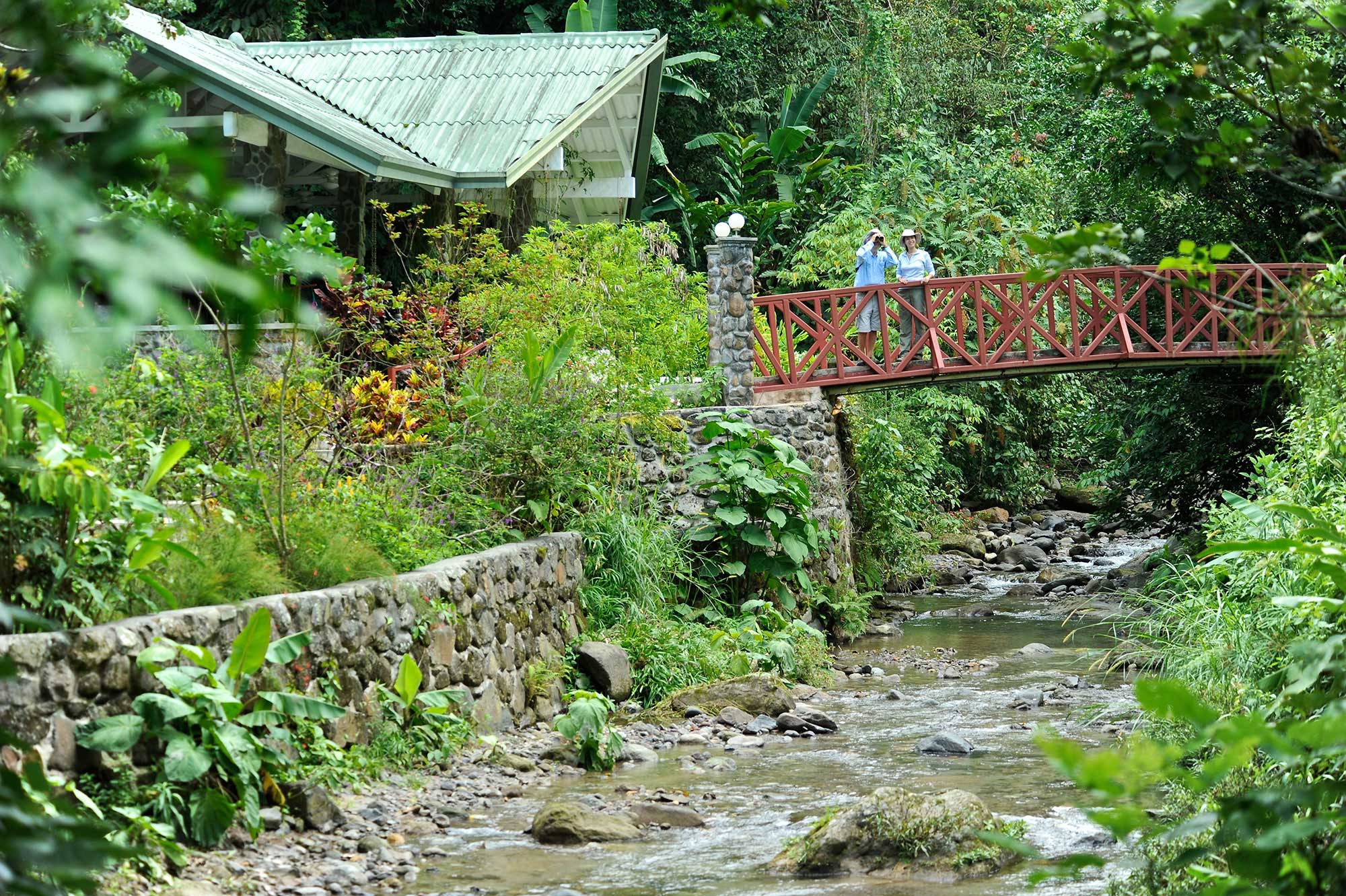 Canopy Lodge | The Canopy Family | Birdwatching in Panama