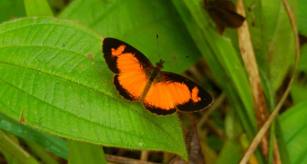 Butterflies and Insects checklist
