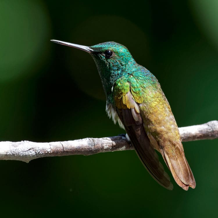 Canopy Tower Activities - Day Visit Activities - Hummingbird
