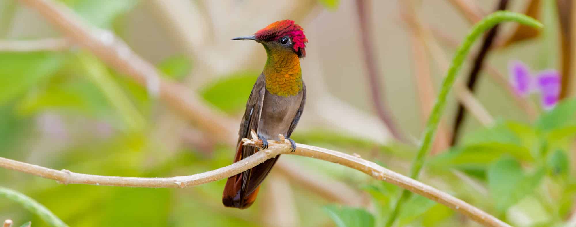 ruby topaz hummingbird