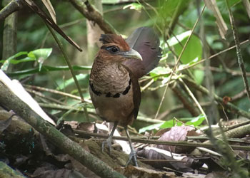 Rufous-vented Ground-Cuckoo Panama