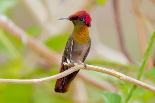 Ruby-topaz Hummingbird Panama