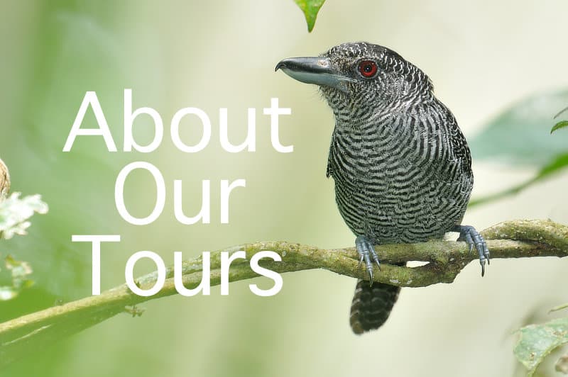 Canopy Family About Our Tours Fasciated Antshrike