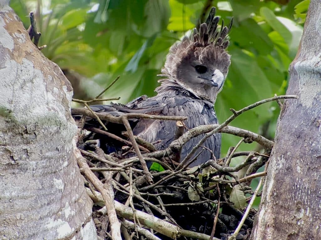 Harpy Eagle female in nest