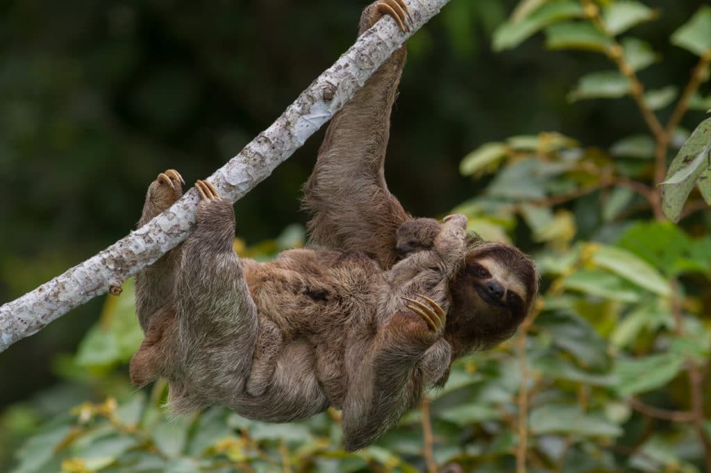 Brown-throated Three-toed Sloth with 2 babies