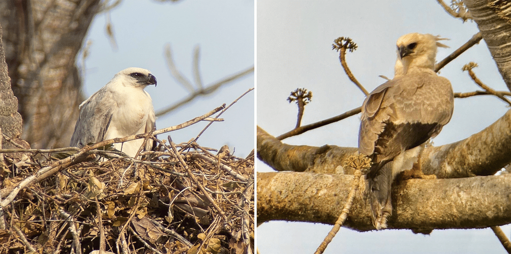 Crested Eagle Chick