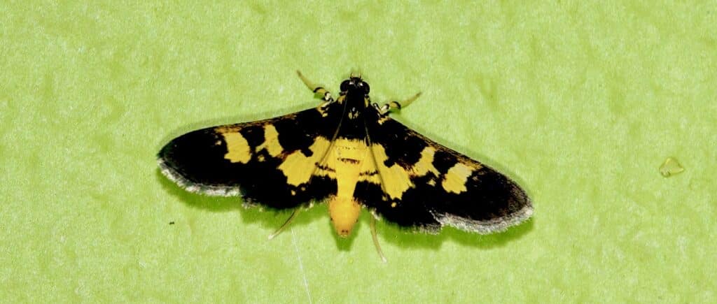 Panama's Undescribed Moths