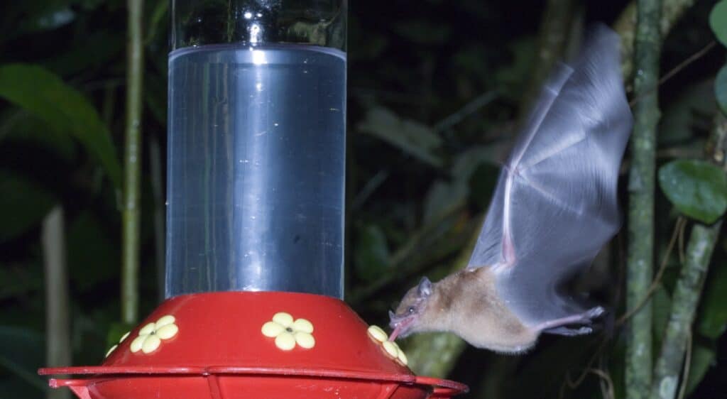 Orange Nectar Bat