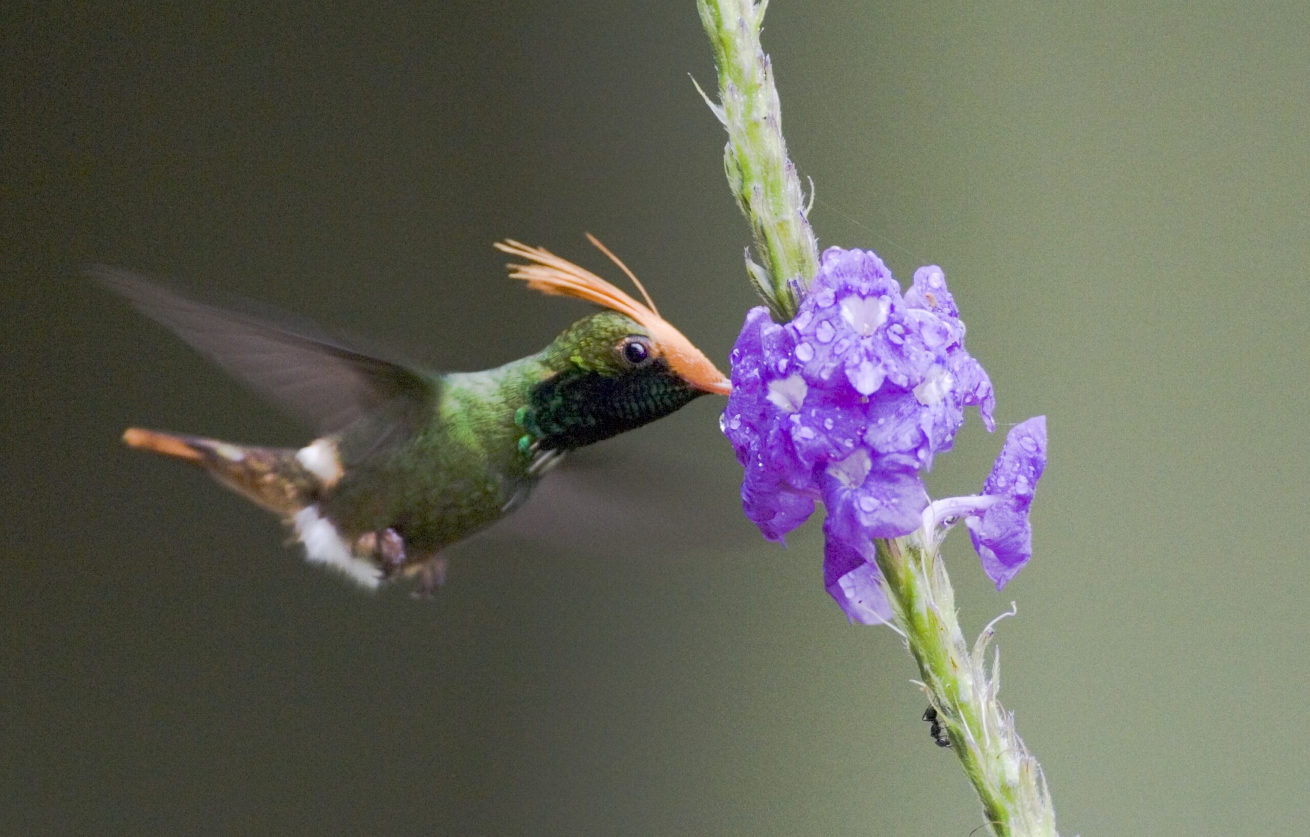 Rufous-crested Coquette | The Canopy Family