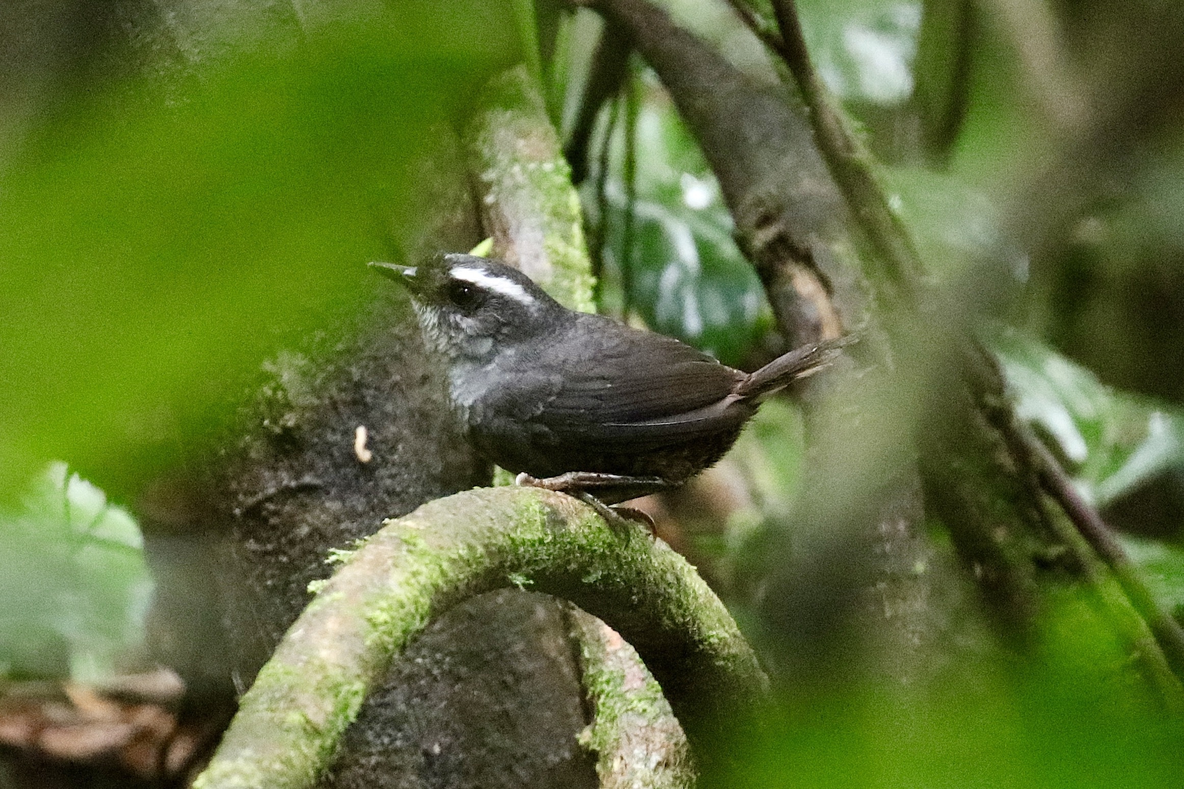 Tacarcuna Tapaculo by Jonathan Slifkin