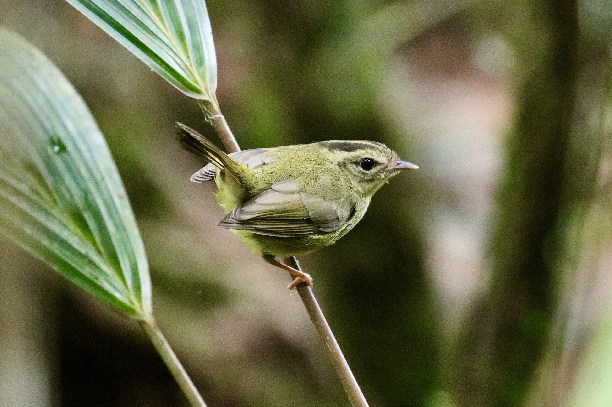 Tacarcuna Warbler by Jonathan Slifkin