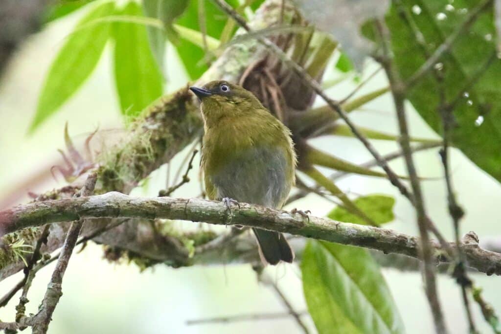 Birding Cerro Tacarcuna | The Canopy Family