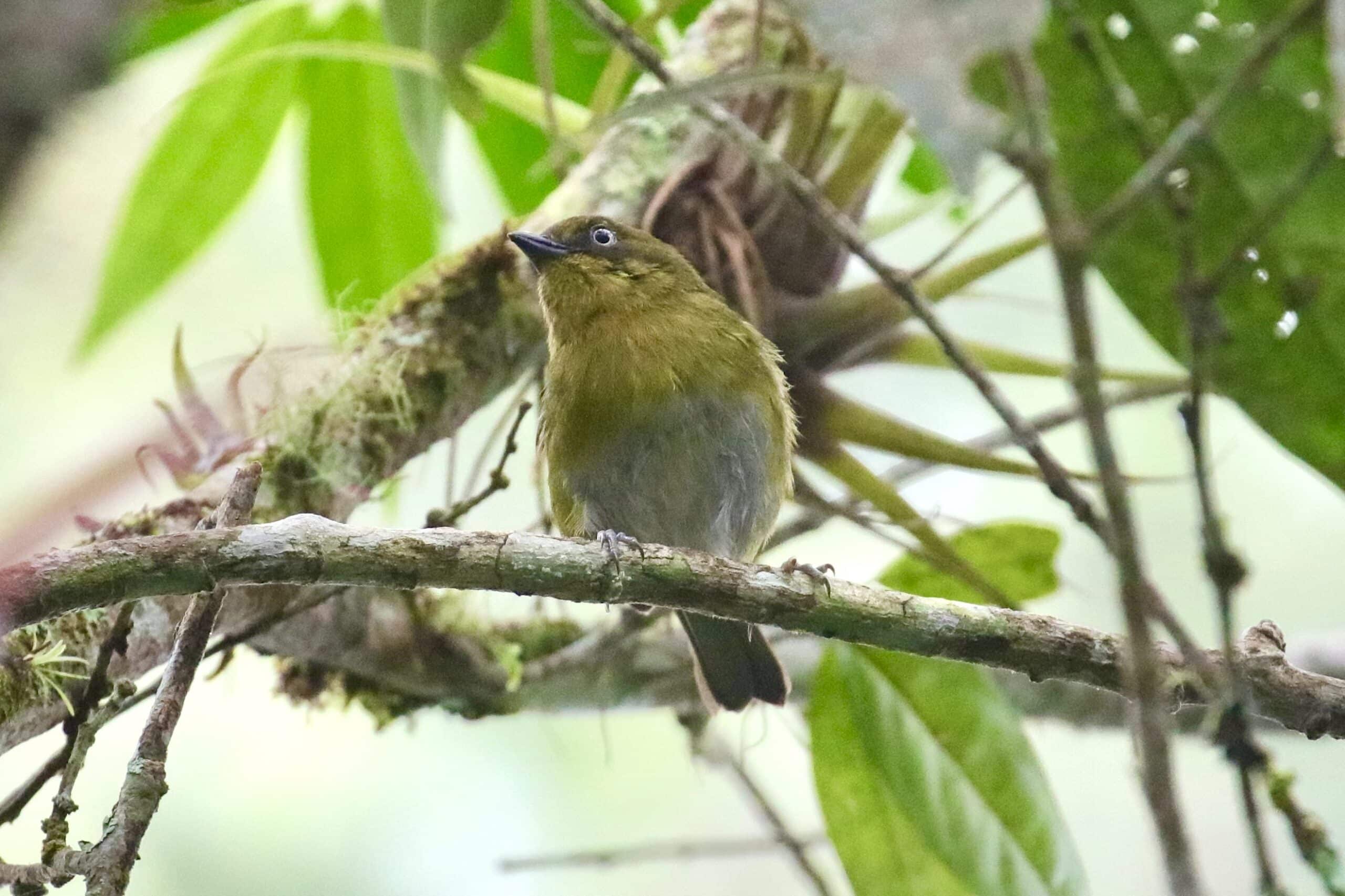 Tacarcuna Chlorospingus by Jonathan Slifkin