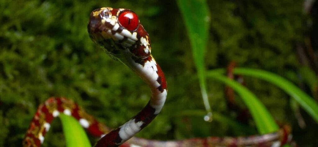 A newly described species of snake for Panama named after the Canopy ...