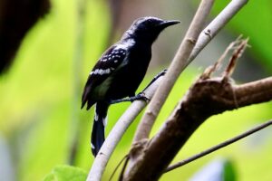 White-fringed Antwren 