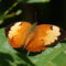 Itys Leafwing