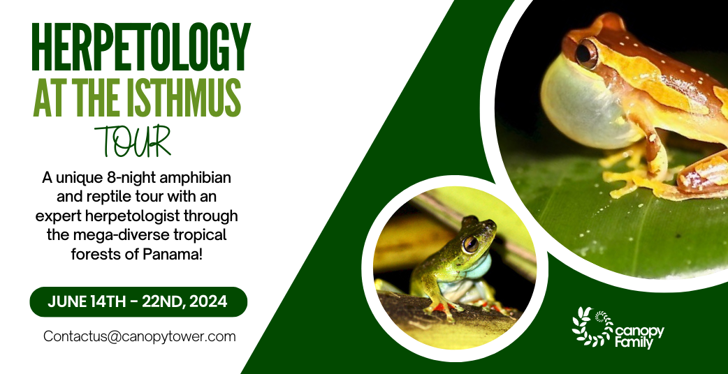 Herpetology at the Isthmus Tour_2024