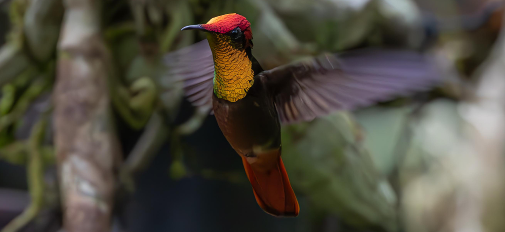 Ruby-topaz-Hummingbird