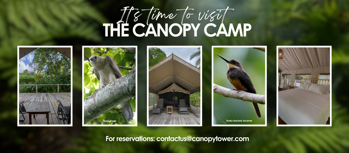 It's time to visit the Canopy Camp