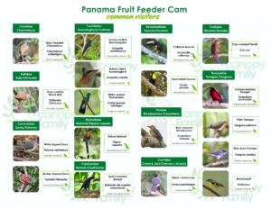 Panama Fruit Feeder Cam common visitors