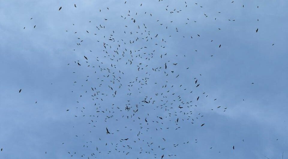 Black Vultures and Broad-winged Hawks Panama City