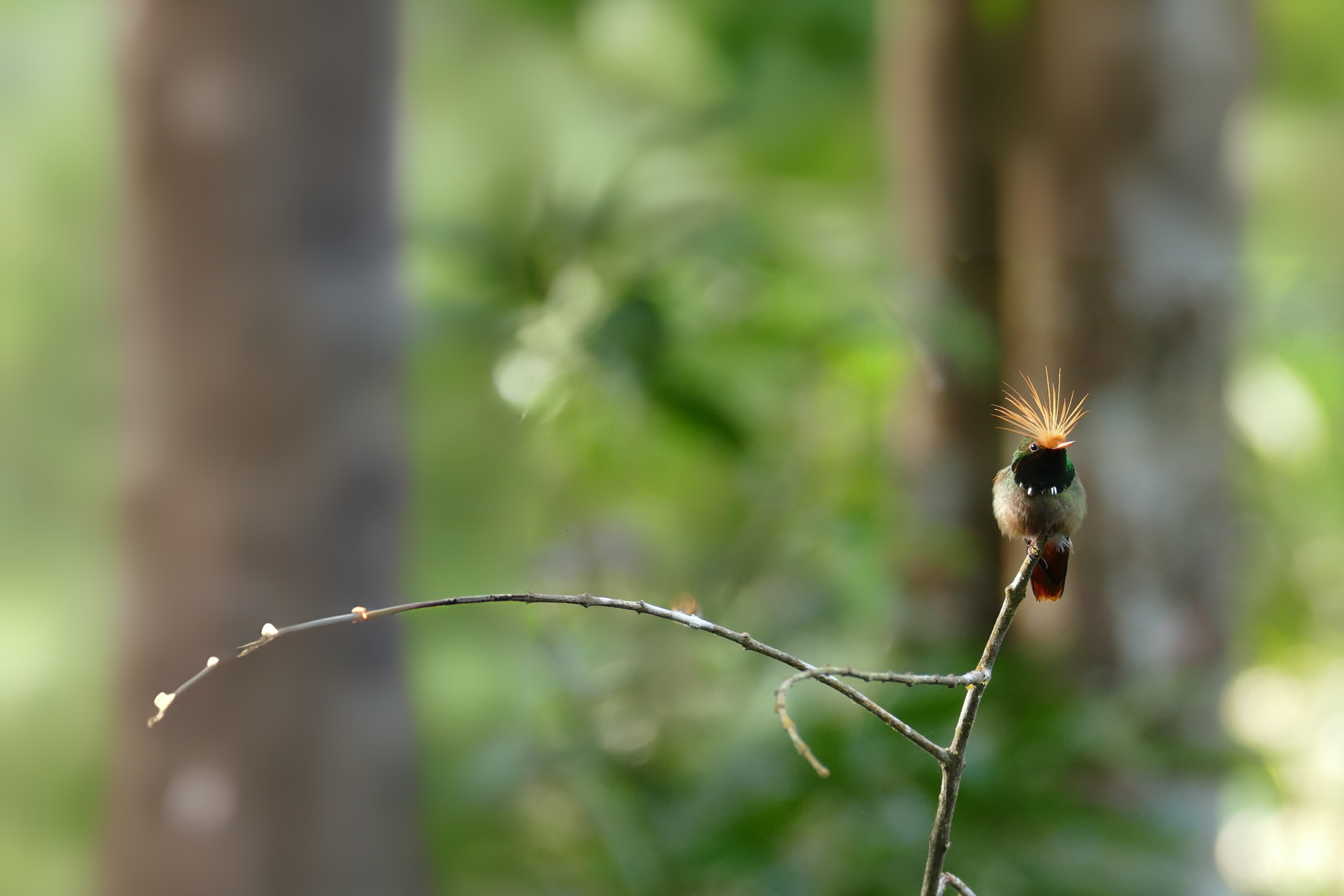 Rufous-crested Coquette_mágico