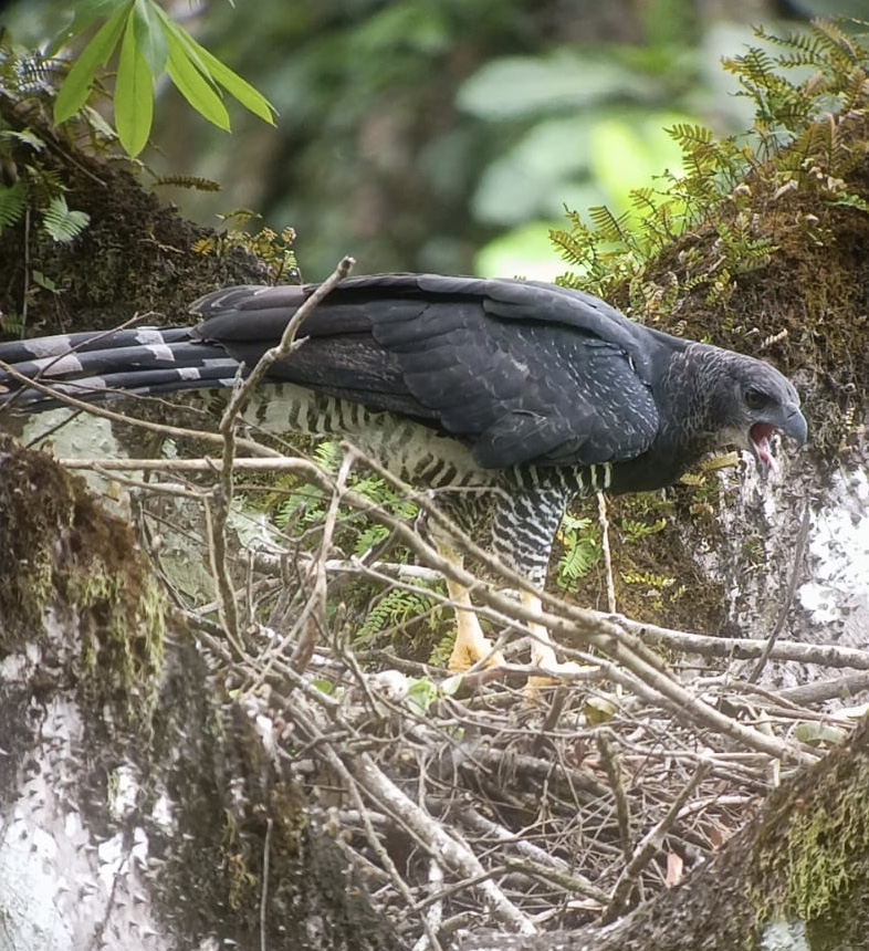 Crested Eagle in Darién named 