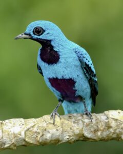 Blue Cotinga by Rafael Lau