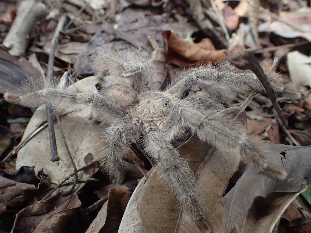 Panama Blonde Tarantula