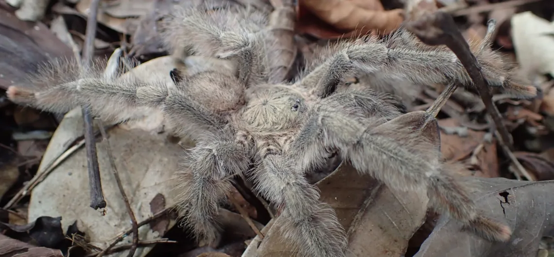 Panama Blonde Tarantula