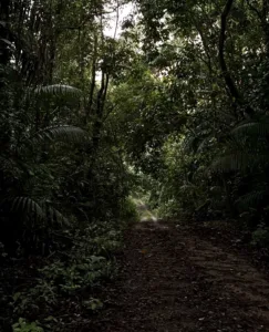 Amanecer en Pipeline Road_CB