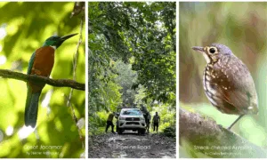 Collage Pipeline Road