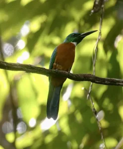 Great Jacamar by Eliécer Rodríguez