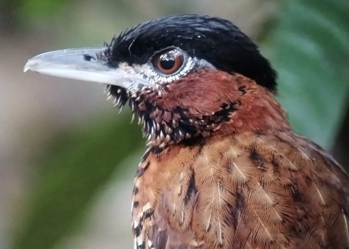 Black-crowned Antpitta