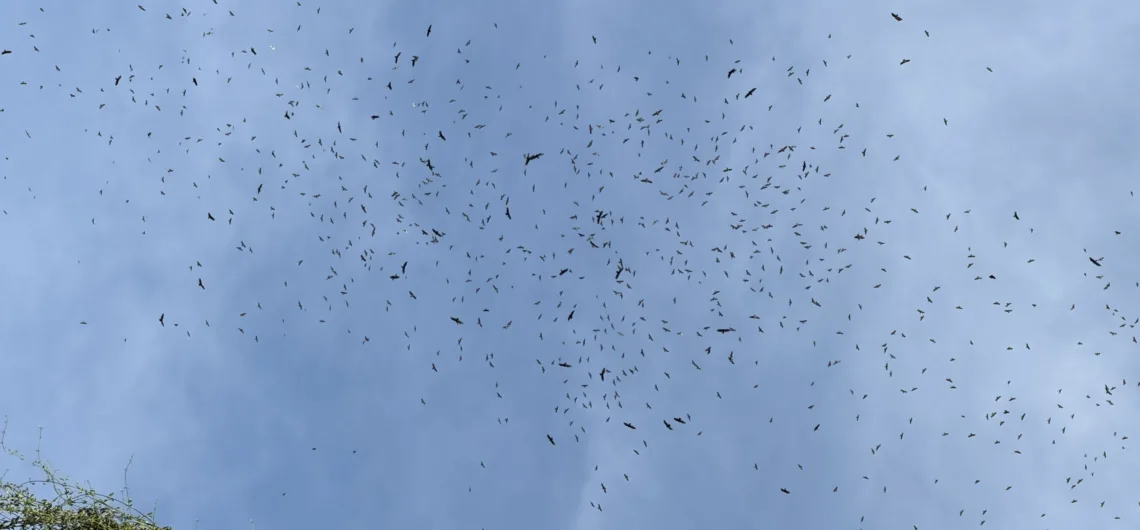 Raptor migration