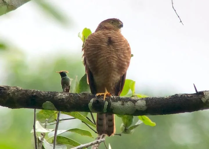 Tiny Hawk and Rufous-crested Coquette