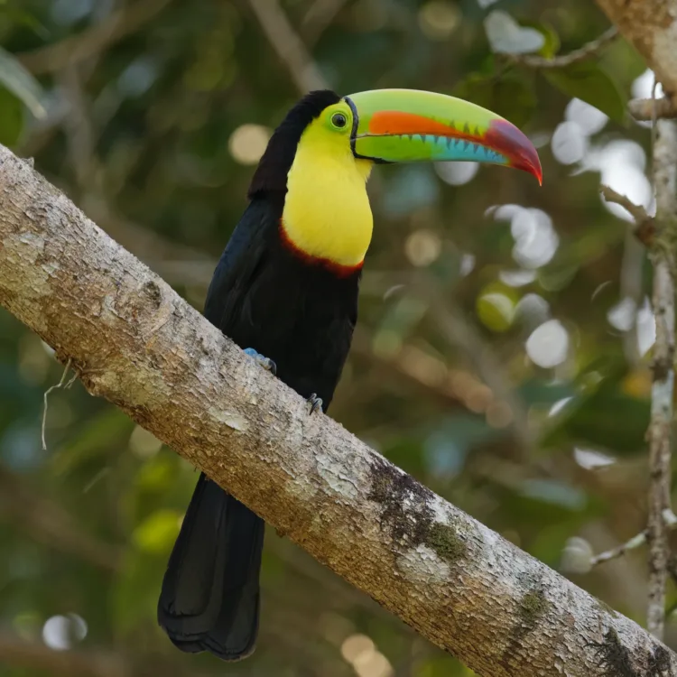 Kee-biller Toucan UE