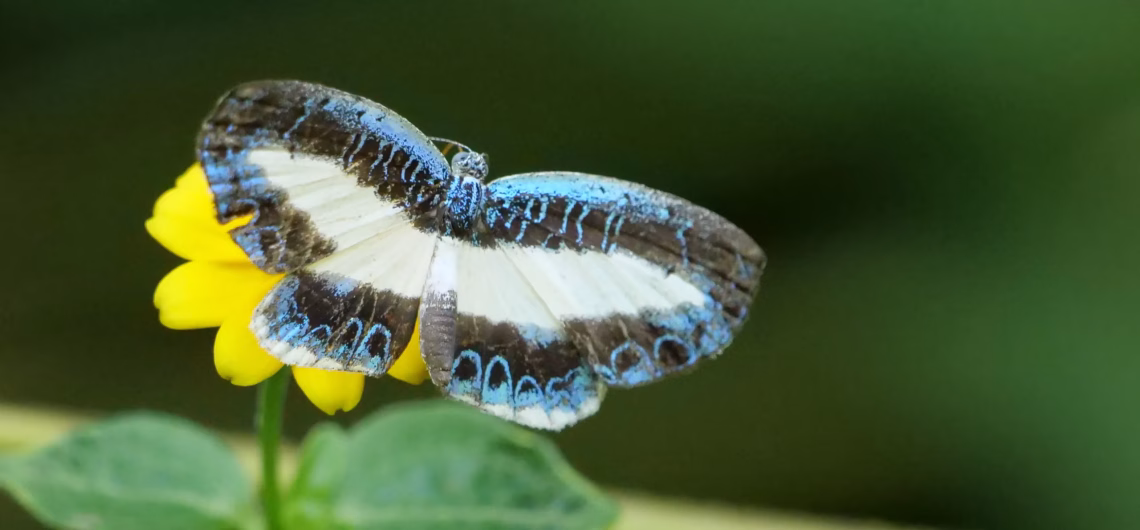 Mantus Metalmark