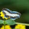 Mantus Metalmark