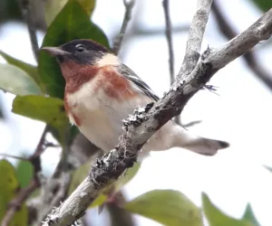 Bay-breasted Warbler TS
