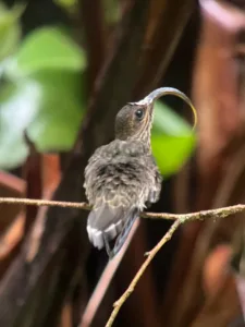 White-tipped Sicklebill by Debbie Smith