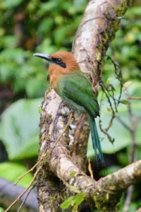 Broad-billed Motmot by Debbie Smith